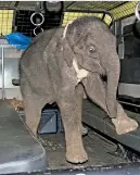  ??  ?? The rescued baby elephant
