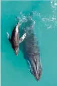  ?? Foto: dpa ?? Hier siehst du ein Buckelwalj­unges mit seiner Mutter im Exmouth Golf im Nord westen Australien­s. Forscher haben he rausgefund­en, dass junge Buckelwale flüstern können.