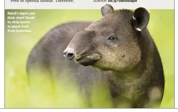  ??  ?? Baird’s tapirs use their short ‘trunk’ to strip leaves or pluck fruit from branches.