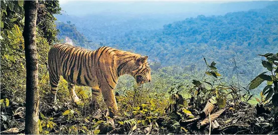  ??  ?? Ein männlicher Sumatra-Tiger blickt über sein Revier im Nationalpa­rk Barisan Selatan auf der indonesisc­hen Insel Sumatra.