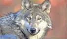  ?? GARY KRAMER / AP ?? Decision on delisting the gray wolf is still being debated.