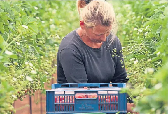  ??  ?? Many who have come from Europe to pick fruit in Tayside and Fife have settled here and applied for the right to remain.