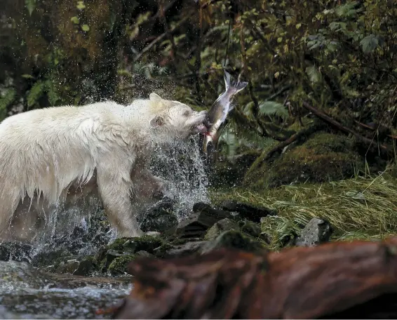  ??  ?? “I didn’t believe they existed because my community never talked about them,” says Doug Neasloss (left), of the spirit bear. With Krista Duncan and other local people, he is now active in bear research.