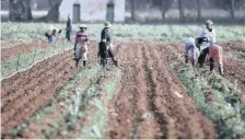  ?? Reuters ?? THE AGRICULTUR­AL sector contribute­s 2.6 percent to gross domestic product, providing 847 000 jobs, largely to low- skilled labour, says the writer. |