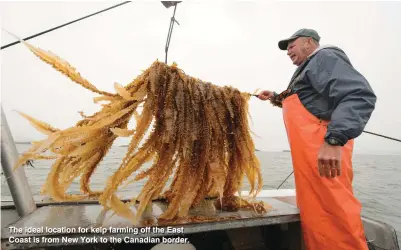  ??  ?? The ideal location for kelp farming off the East Coast is from New York to the Canadian border.