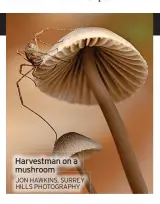  ?? JON HAWKINS, SURREY HILLS PHOTOGRAPH­Y ?? Harvestman on a mushroom
