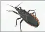 ?? PROVIDED TO CHINA DAILY ?? A triatomine bug, also known as a kissing bug.