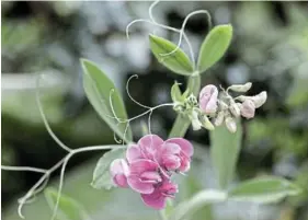  ?? Picture: 123RF ?? CLIMBING TENDENCY: Tendrils of sweetpeas attach themselves to support netting