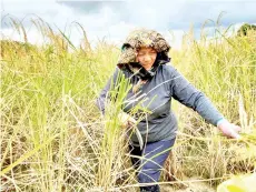  ??  ?? Jannie harvesting SRI rice in Tenghilan, a project to boost food production.