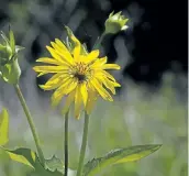  ??  ?? Cup plant (Silphium perfoliatu­m) Is a tall, somewhat coarse plant with cheerful, yellow flowers. Alternate leaves are joined at the stem and form a cup that collects rainwater.