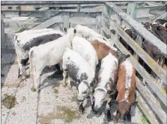  ??  ?? Speckled Park X bulls are always in demand, this top line from Mitchells Milky Way of Pahiatua going for $590/head.