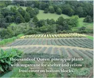  ??  ?? Thousands of ‘Queen’ pineapple plants with sugarcane for shelter and yellow frost cover on bottom blocks.