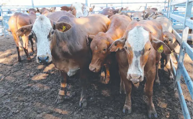  ?? Picture: BRONWYN WHEATCROFT ?? THRIVING TRADE: Landmark sold a pen of 12 heifers for $240.2c/kg at yesterday’s combined agents cattle sale.