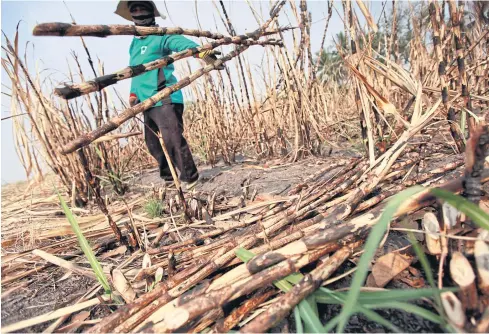  ?? BANGKOK POST ?? A worker holds sugarcane stalks at a burnt field in Suphan Buri.