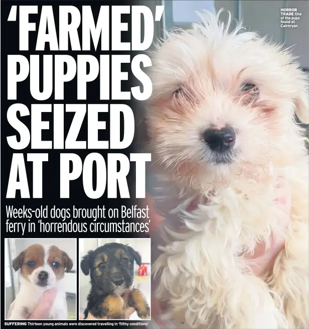  ??  ?? SUFFERING Thirteen young animals were discovered travelling in ‘filthy conditions’
HORROR TRADE One of the pups found at Cairnryan