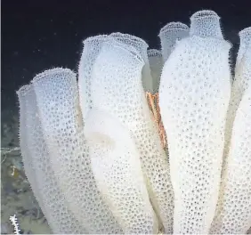  ?? PROVIDED BY NOAA OKEANOS EXPLORER PROGRAM, GULF OF MEXICO 2012 EXPEDITION ?? A group of Venus flower basket glass sponges hides a squat lobster at its center on the seafloor of the Gulf of Mexico.