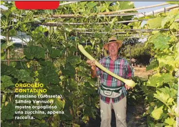  ??  ?? Manciano (Grosseto). Sandro Vannucci mostra orgoglioso una zucchina, appena raccolta. ORGOGLIO CONTADINO
