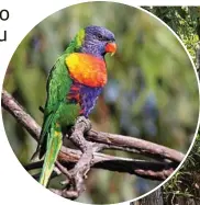  ?? PHOTO: ANDREW SILCOCKS ?? The rainbow lorikeet has claimed the number one spot for most counted bird for three years in a row.