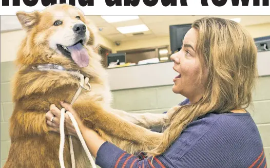  ??  ?? CIAO, CHOW: Gwen Wunderlich is reunited with her chow-mix, Cash, at an Animal Care Center in East Harlem Friday, after the pup toured the city.