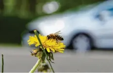  ?? Foto: Alexander Kaya (Symbolbild) ?? Das sogenannte Straßenbeg­leitgrün soll in Augsburg in diesem Jahr später gemäht werden.