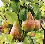  ??  ?? TASTY Grow dwarf varieties of pears