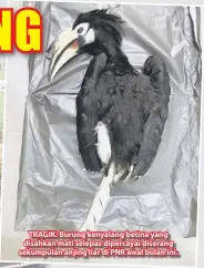  ??  ?? TRAGIK: Burung kenyalang betina yang disahkan mati selepas dipercayai diserang sekumpulan anjing liar di PNR awal bulan ini.