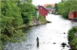  ?? FOTO: HANS IVAR MOSS KOLSETH ?? RAUDT LYS FOR LUS: Laksefiska­rar i Oselva finn lus på mykje av fisken dei tek opp. No krev Norges Jeger- og Fiskerforb­und reduksjon i lakseoppdr­etten i Hordaland.