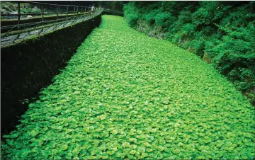 ??  ?? Photo shows a field of wasabi in Japan.