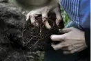  ??  ?? KOLLA RÖTTERNA. Har plantans rötter bildat rotsnurr, repa försiktigt upp rötterna för att förhindra att rotsnurret fortsätter efter plantering­en. Skadade rötter klipps bort med en vass sekatör.
