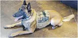  ?? LINE OF FIRE DEFENCE SYSTEMS VIA CANADIAN PRESS ?? A former bomb dog wears an armoured vest.