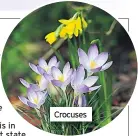  ??  ?? Crocuses