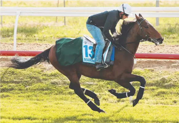  ?? Picture: GETTY IMAGES ?? English raider Marmelo, who will begin his Melbourne Cup charge from out wide after drawing barrier 16, is proving popular with punters.