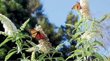  ?? PHOTO: RENEE CLAYTON/STUFF ?? Monarch butterflie­s on a buddleia plant, which some gardeners grow to attract them.