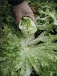  ?? ASSOCIATED PRESS ?? An undated photo shows blanched endive in New Paltz.