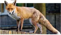  ??  ?? Battered: Jolyon Maugham, QC, set upon a fox in his London garden