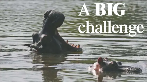  ?? (AP/Fernando Vergara) ?? Hippos swim in the lake at Hacienda Napoles Park, once the private estate of drug kingpin Pablo Escobar who imported three female hippos and one male decades ago in Puerto Triunfo, Colombia.