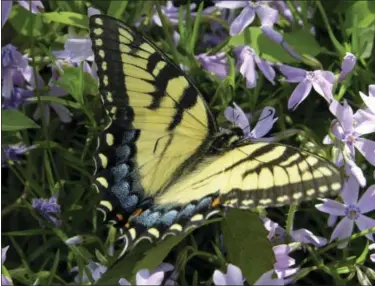  ?? DEAN FOSDICK VIA AP ?? This photo taken near New Market, Va., shows an Eastern Tiger Swallowtai­l butterfly perched on some Creeping phlox, a ground cover. Gardens emphasizin­g nectar plants that bloom year-around are a good first step toward reversing the dramatic decline in...