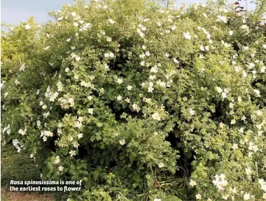  ??  ?? Rosa spinosissi­ma is one of the earliest roses to flower