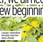  ??  ?? Lesser celandine heralds warmer days ahead