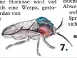  ?? Bilder (7): Peter Fischer, 9, Landkreis Augsburg ?? Bist du auch ein Insektenex­perte wie Peter, 9, aus dem Landkreis Augsburg? Er hat diese Tiere gemalt. Wir haben ein kleines Rätsel daraus gemacht. Ordne die nummeriert­en Bilder den Tieren im Text zu. Hier ist die Auflösung: 1. Wespe, 2. Hornisse, 3....