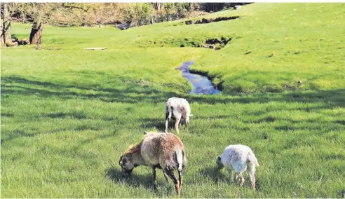  ?? FOTOS (8): DOMINIK SCHNEIDER ?? Im Bergischen Land scheint die Welt in Ordnung: Hier fließt die Itter durch sanfte Hügel und saftig grüne Weiden.