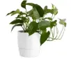  ?? ?? Golden pothos The ideal beginner plant