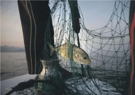  ?? Silvia Razgova / The National ?? In the evening, nets are pulled in at Al Rughayalat Port, Fujairah, to collect the day’s catch