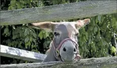  ?? Darrell Sapp/Post-Gazette ?? A miniature donkey named Slowly But Shirley peers through the fence, campaignin­g for pats and scratches, at Kristan Mosley’s Therapy Farm in South Fayette.
