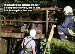  ??  ?? Feuerwehrl­eute befreien im Auer Bärengrund ein Pferd, das in eine Brücke eingebroch­en war.
