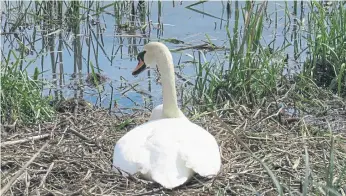  ?? ?? Nene Park has asked visitors to keep a close eye on their dogs around water.