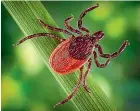  ??  ?? Lyme disease is caused by the bacterium Borrelia burgdorfer­i, transmitte­d to humans through the bite of infected blacklegge­d ticks.