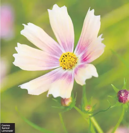  ??  ?? Cosmos ‘Apricot Lemonade’