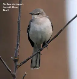  ??  ?? Northern Mockingbir­d, Exmouth, Devon, 1 April