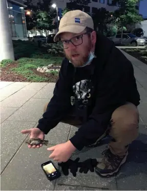  ?? MEG JONES / MILWAUKEE JOURNAL SENTINEL ?? Brad Bumgardner picks up a hermit thrush that died after flying into a window near an entrance to the Northweste­rn Mutual Life building in downtown Milwaukee on a recent morning. Bumgardner and other volunteers are documentin­g the number of fatal bird strikes at Milwaukee buildings during the fall migration.